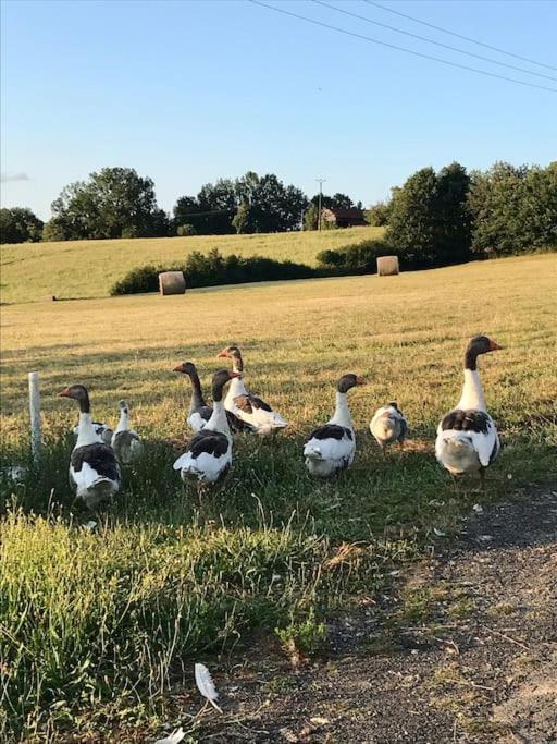 « Le Vieux Hangar » Gite A La Ferme Truffe Kültér fotó